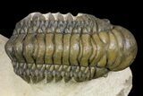Crotalocephalina, Reedops & Leonaspis Trilobites - Atchana, Morocco #139518-3
